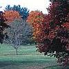 Acer palmatum forma atropurpureum, fall color