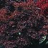Acer palmatum forma atropurpureum, fall color