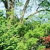 Acer palmatum 'Bloodgood', habit
