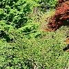 Acer palmatum 'Bloodgood', habit