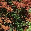 Acer palmatum 'Bloodgood', habit
