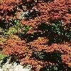 Acer palmatum 'Bloodgood', habit