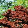 Acer palmatum 'Bloodgood', habit