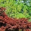 Acer palmatum 'Bloodgood', habit