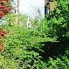 Acer palmatum 'Bloodgood', habit
