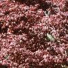Acer palmatum 'Bloodgood', habit