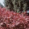 Acer palmatum 'Bloodgood', habit