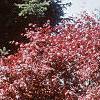 Acer palmatum 'Bloodgood', habit