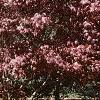 Acer palmatum 'Bloodgood', habit