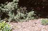 Acer palmatum 'Bloodgood', habit