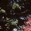 Acer palmatum 'Bloodgood', habit