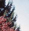 Acer palmatum 'Bloodgood', habit