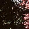 Acer palmatum 'Bloodgood', habit