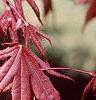 Acer palmatum 'Bloodgood', leaves
