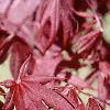 Acer palmatum 'Bloodgood', leaves