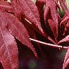 Acer palmatum 'Bloodgood', leaves