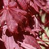 Acer palmatum 'Bloodgood', leaves
