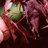 Acer palmatum 'Bloodgood', leaves