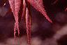 Acer palmatum 'Bloodgood', leaves