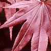 Acer palmatum 'Bloodgood', leaves