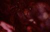 Acer palmatum 'Bloodgood', leaves