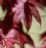 Acer palmatum 'Bloodgood', leaves