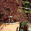 Acer palmatum 'Crimson Queen', habit