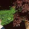 Acer palmatum 'Crimson Queen', habit