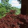 Acer palmatum 'Crimson Queen', habit