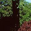 Acer palmatum 'Crimson Queen', habit