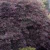 Acer palmatum 'Dissectum Atropurpureum', habit