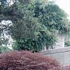 Acer palmatum 'Dissectum Atropurpureum', habit