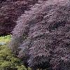 Acer palmatum 'Dissectum Atropurpureum', habit