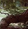 Acer palmatum 'Dissectum Atropurpureum', habit