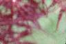 Acer palmatum 'Dissectum Atropurpureum', leaves