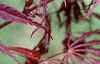 Acer palmatum 'Dissectum Atropurpureum', leaves