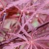 Acer palmatum 'Dissectum Atropurpureum', leaves