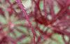Acer palmatum 'Dissectum Atropurpureum', leaves