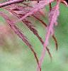 Acer palmatum 'Dissectum Atropurpureum', leaves
