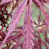 Acer palmatum 'Dissectum Atropurpureum', leaves