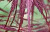 Acer palmatum 'Dissectum Atropurpureum', leaves