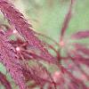 Acer palmatum 'Dissectum Atropurpureum', leaves