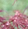 Acer palmatum 'Dissectum Atropurpureum', leaves
