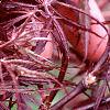Acer palmatum 'Dissectum Atropurpureum', leaves