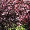 Acer palmatum 'Garnet', habit