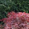 Acer palmatum 'Garnet', habit