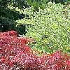 Acer palmatum 'Garnet', habit