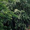 Acer palmatum 'Garnet', habit