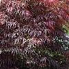 Acer palmatum 'Garnet', habit