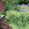 Acer palmatum 'Garnet', habit